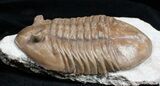 / Inch Asaphus Lepidurus Trilobite #2789-1